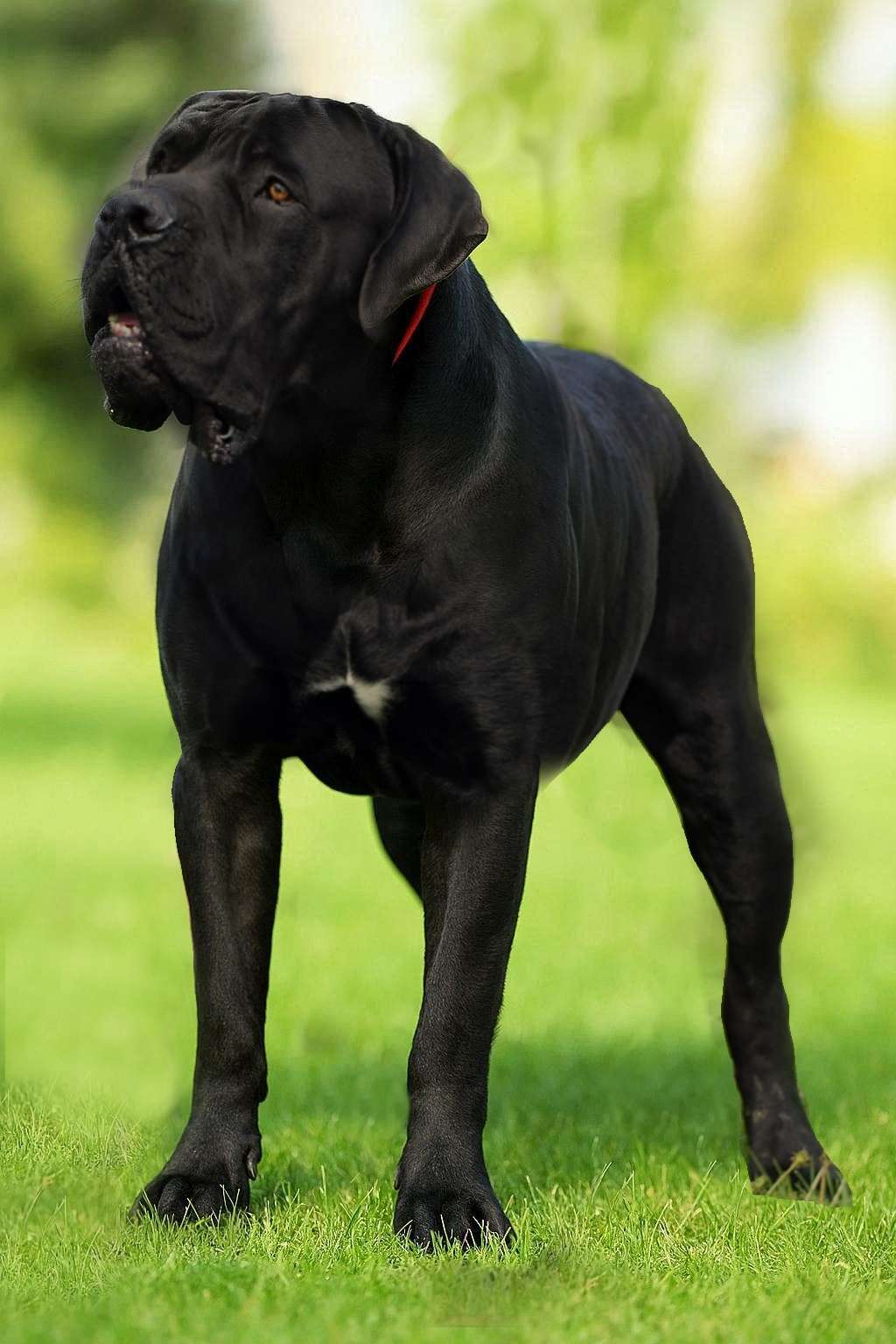 boerboel Ballotada Perrero