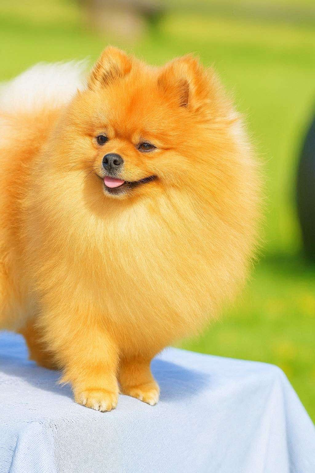 pomeranian Ballotada Perrero